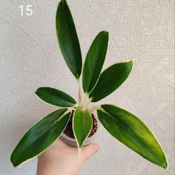 Комнатные растения - фото 5