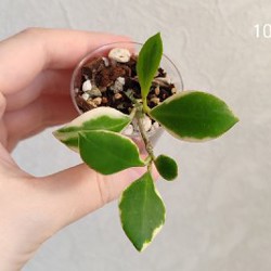 Комнатные растения - фото 7