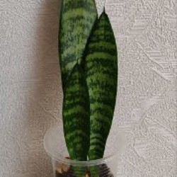 Комнатные растения - фото 8