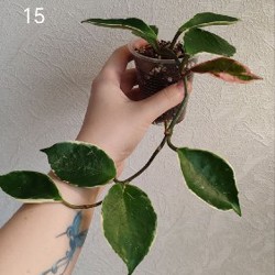 Комнатные растения - фото 9