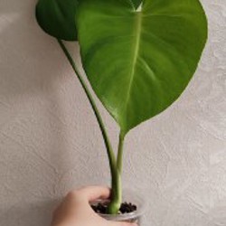 Комнатные растения - фото 10