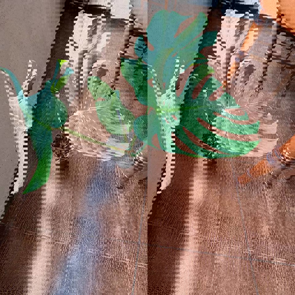 Мята кошачья