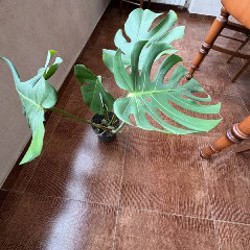 Мята кошачья - фото 1