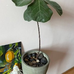 Мята кошачья - фото 3