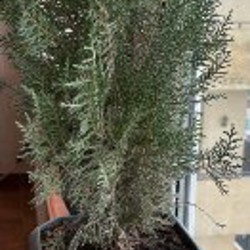 Мята кошачья - фото 4