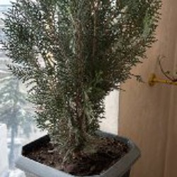 Мята кошачья - фото 5