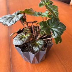 Мята кошачья - фото 7