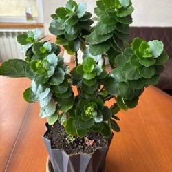 Мята кошачья - фото 8