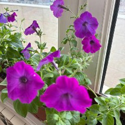 Мята кошачья - фото 10