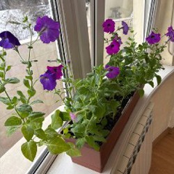 Мята кошачья - фото 9