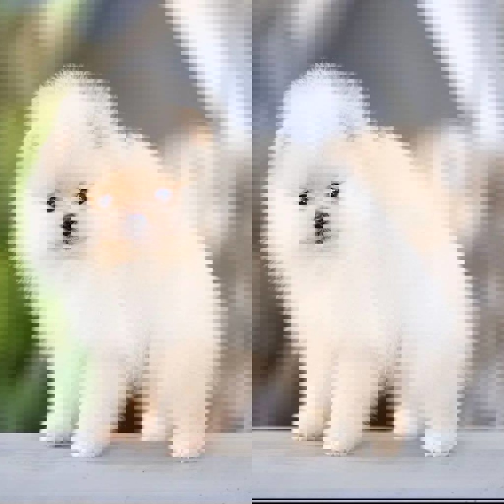 Померанский шпиц