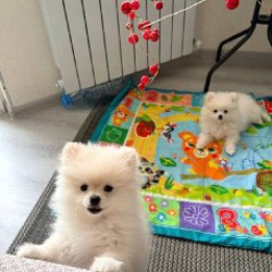 Померанский шпиц - фото 2