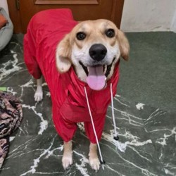 Комбинезон для собак - фото 7