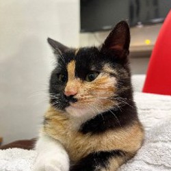 Котята - фото 2