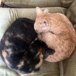 Котята - фото 3