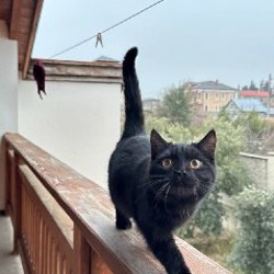 Котенок - фото 3