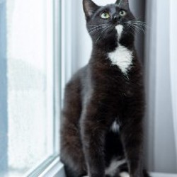 Лютик - фото 3