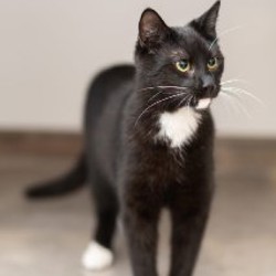 Лютик - фото 4