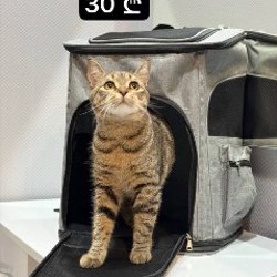 Силиконовая форма - фото 6