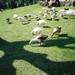 Фотоаппарат Konica Z-up 110 Super - фото 7