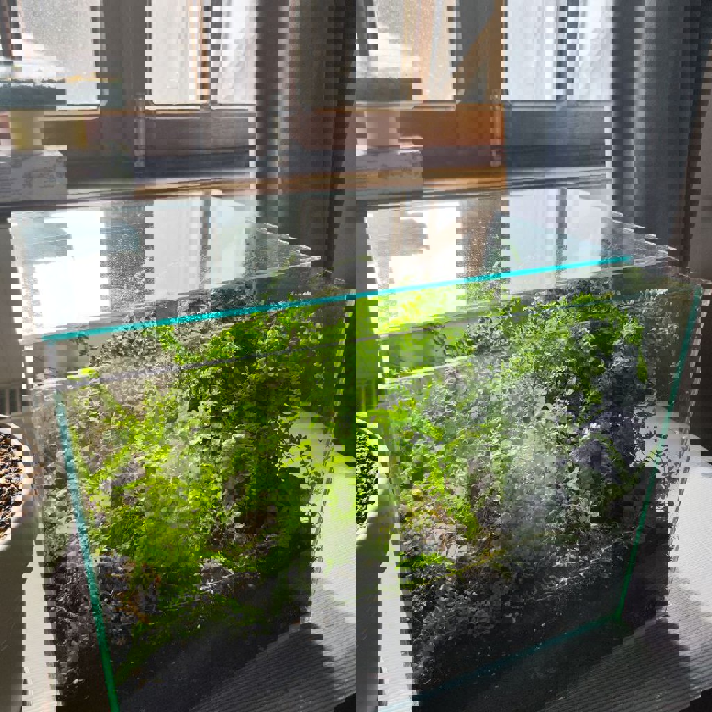 Флорариум с папоротником и фиалками