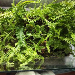 Флорариум с папоротником и фиалками - фото 2