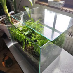 Флорариум с папоротником и фиалками - фото 3