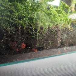 Флорариум с папоротником и фиалками - фото 4