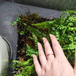 Флорариум с папоротником и фиалками - фото 5