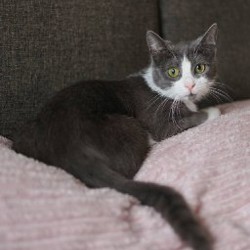 Луна - похитительница сердец - фото 3