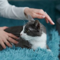 Луна - похитительница сердец - фото 4