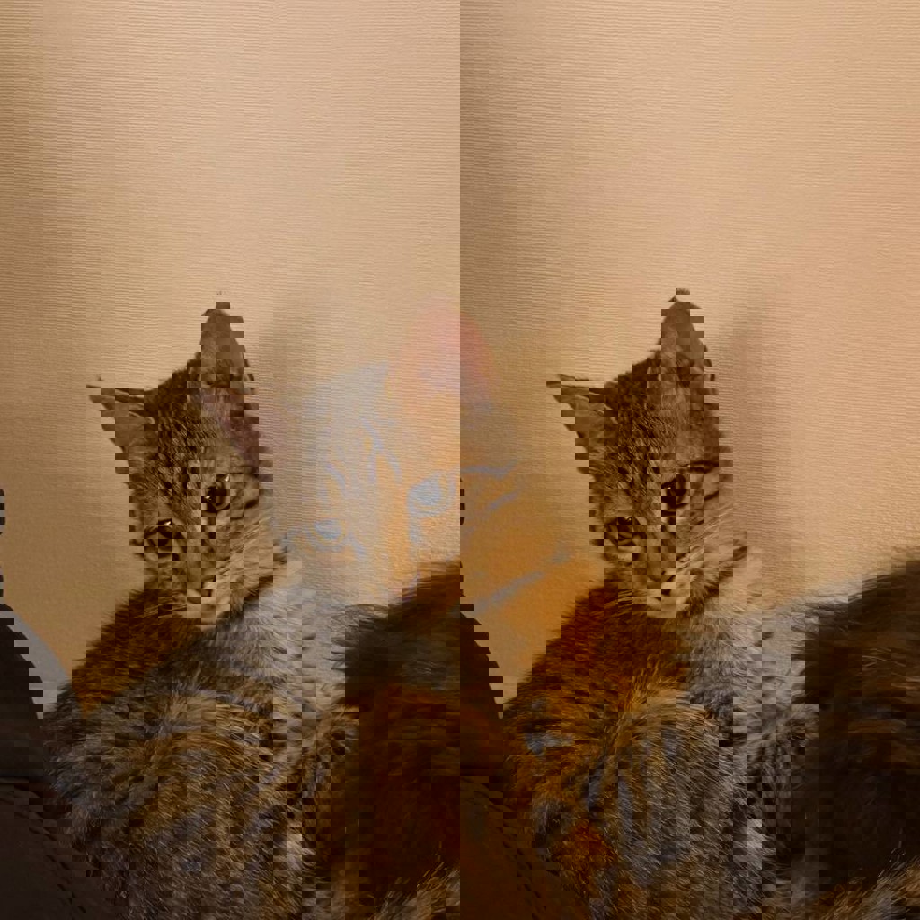 Кошка Лариса