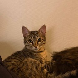 Кошка Лариса - фото 2