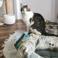 Кот Валли - фото 2