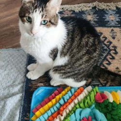 Кот Валли - фото 3