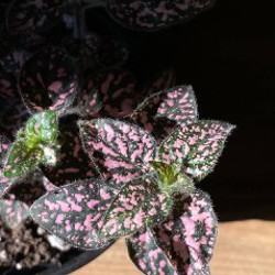 Гипоэстес - фото 3