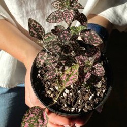 Гипоэстес - фото 4