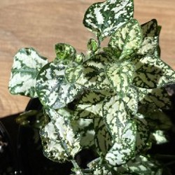 Гипоэстес - фото 5