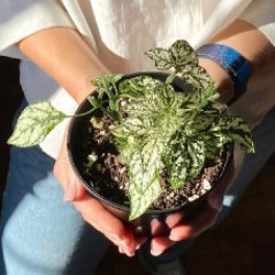 Гипоэстес - фото 6