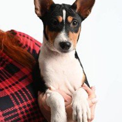 Щенки Басенджи - фото 2