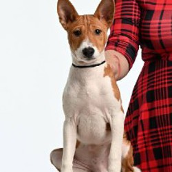 Щенки Басенджи - фото 3