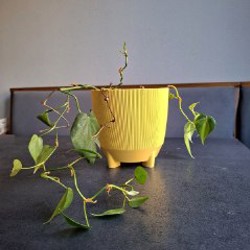 Стеклянный контейнер - фото 3