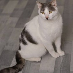 Тоторо - фото 2