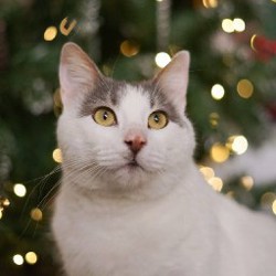 Тоторо - фото 3