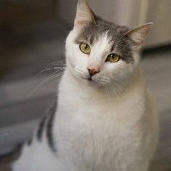 Тоторо - фото 4