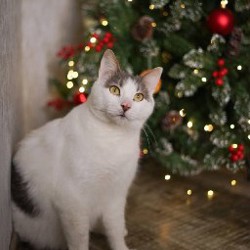 Тоторо - фото 5