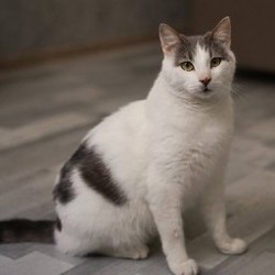 Тоторо - фото 6