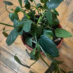 Весеннее цветочное расхламление - фото 3