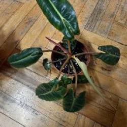 Весеннее цветочное расхламление - фото 4