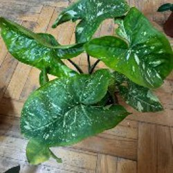 Весеннее цветочное расхламление - фото 5